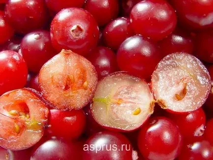 Cranberry едроплодните неговото значение и особености на отглеждането, appyapm