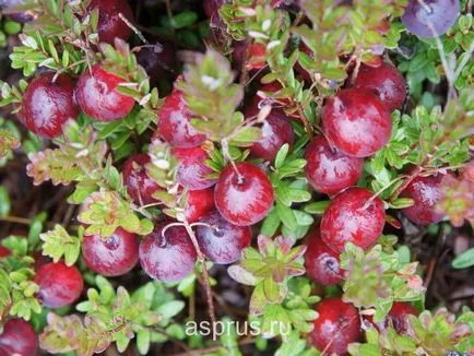 Cranberry nagy gyümölcsű annak fontosságát és jellemzői a termesztés, appyapm