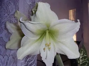 Стая gippeastrum - грижа поливане, пресаждане, торене, размножаване