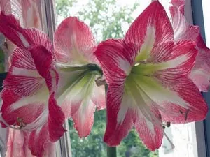 Стая gippeastrum - грижа поливане, пресаждане, торене, размножаване