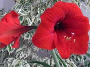 Стая gippeastrum - грижа поливане, пресаждане, торене, размножаване