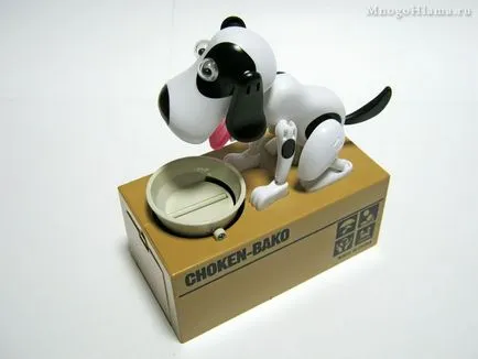 Piggy choken-bako - éhes kutya eszik érmék