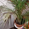 Защо листата пожълтяват в Dieffenbachia, фото и видео