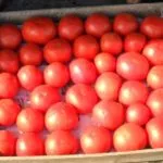 Торене пепел домати - Съвети за увеличаване на добива
