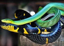 De ce șerpii au enciclopedia fără picioare pentru copii