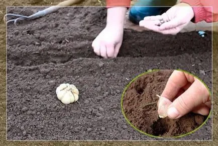 Fertilizarea cenușă de tomate