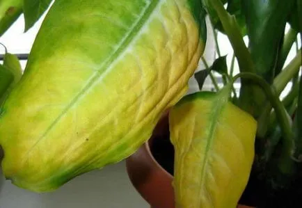 Защо листата пожълтяват в Dieffenbachia, фото и видео