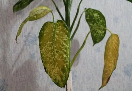 Защо листата пожълтяват в Dieffenbachia, фото и видео