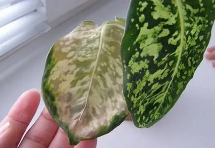 Защо листата пожълтяват в Dieffenbachia, фото и видео