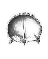 Костите на главата (череп)