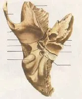 Fejének csontjai (koponya)