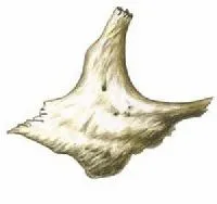 Fejének csontjai (koponya)