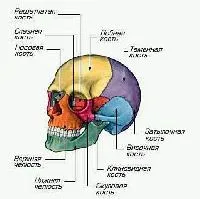 Костите на главата (череп)