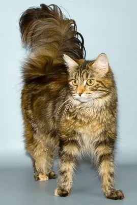 Котките Maine Coon на снимки и видеоклипове