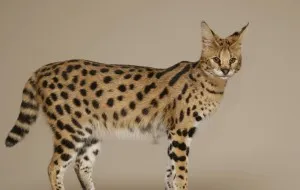 савана котка порода животни характер и функции любимци