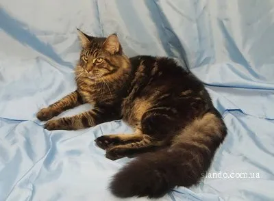 Котките Maine Coon на снимки и видеоклипове