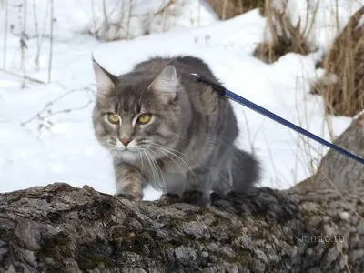 Котките Maine Coon на снимки и видеоклипове