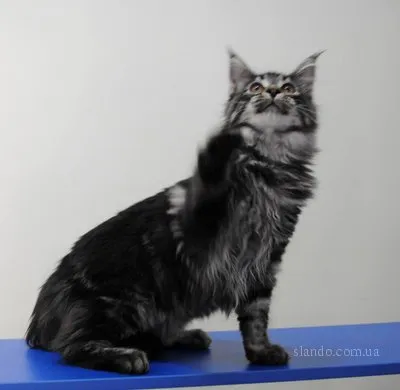 Котките Maine Coon на снимки и видеоклипове