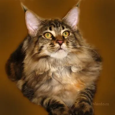 Котките Maine Coon на снимки и видеоклипове