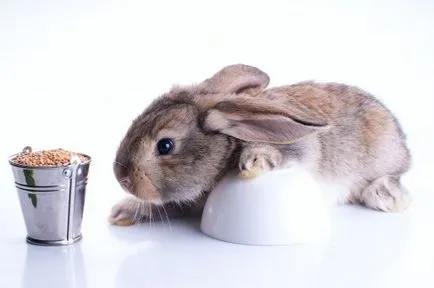 Хранене на зайци зърно е възможно или не