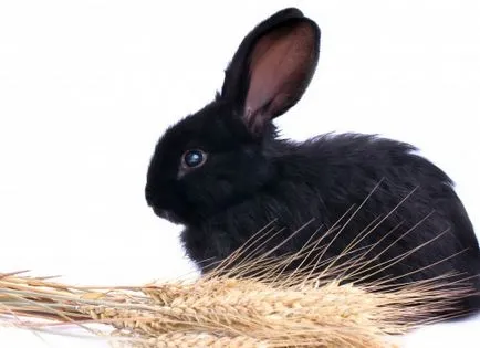 Хранене на зайци зърно е възможно или не