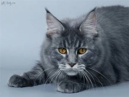 Котките Maine Coon на снимки и видеоклипове