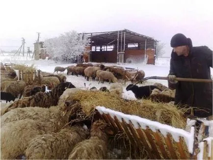 Etetés és juhok, hizlaló, hogy megeszi a fiatal