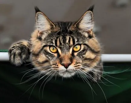 Котките Maine Coon на снимки и видеоклипове