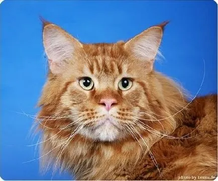 Котките Maine Coon на снимки и видеоклипове