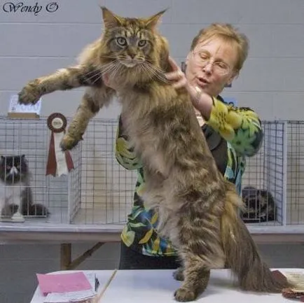 Котките Maine Coon на снимки и видеоклипове