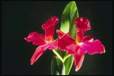 Red врабче или червена орхидея (феникс-побойник)