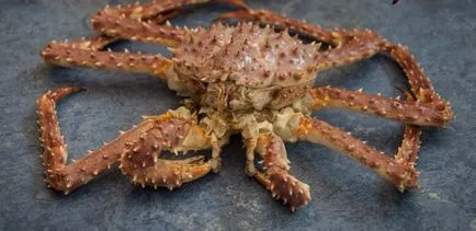 Crab prescris Aricii negru de știri dintr-un oraș mare