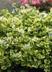 Буш Euonymus в ландшафтен дизайн