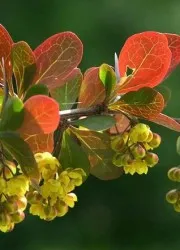 Буш Euonymus в ландшафтен дизайн