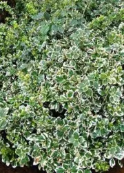 Буш Euonymus в ландшафтен дизайн