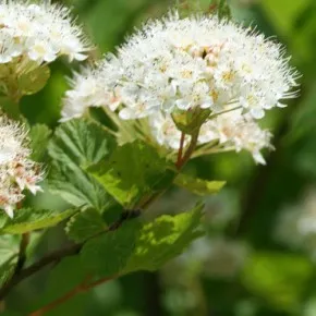 Буш Euonymus в ландшафтен дизайн