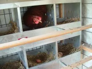 Găini ouătoare într-un coteț în timpul iernii, conținutul în casă