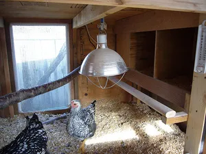 Găini ouătoare într-un coteț în timpul iernii, conținutul în casă