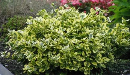 Буш Euonymus в ландшафтен дизайн