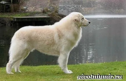 Kuvasz kutya