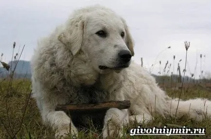 Kuvasz kutya