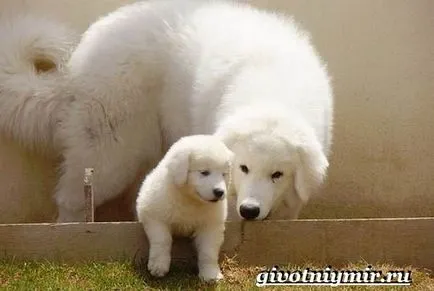 Kuvasz kutya