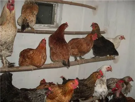 Пиле червен кърлеж изглежда, как да се контролира и превенция, вреда, фото