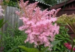 Meadowsweet gyógyszer tulajdonságait és ellenjavallatok vjazolistnogo, rózsaszín és más