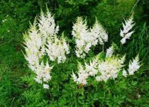 Meadowsweet gyógyszer tulajdonságait és ellenjavallatok vjazolistnogo, rózsaszín és más