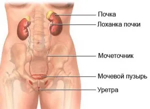 Tratamentul de remedii populare ale vezicii urinare