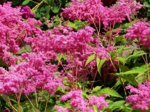 Meadowsweet лечебни свойства и противопоказания vjazolistnogo, розови и други