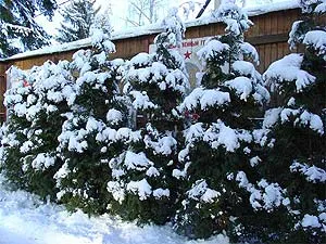 Ландшафтен дизайн крайградски район снимки