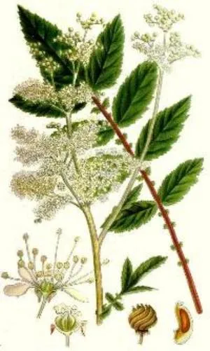 Meadowsweet лечебни свойства и противопоказания vjazolistnogo, розови и други