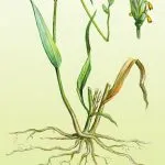 Medicinal descriere plante canapea, proprietăți utile și contraindicații, aplicarea